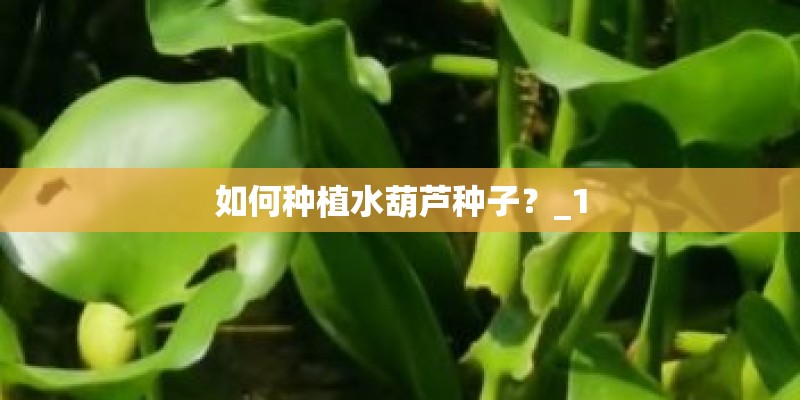 小玫瑰花的养殖方法和注意事项