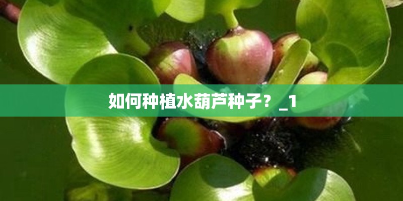 如何种植水葫芦种子?_1 如何种植水葫芦种子?_1
