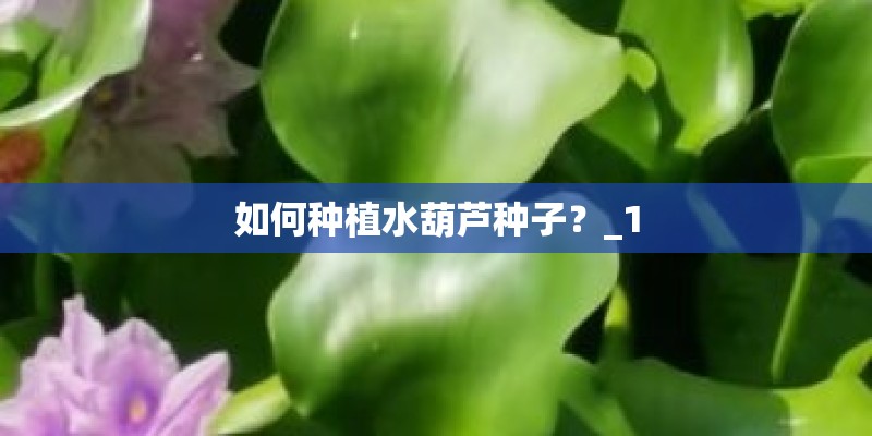 如何种植水葫芦种子?_1 如何种植水葫芦种子?_1