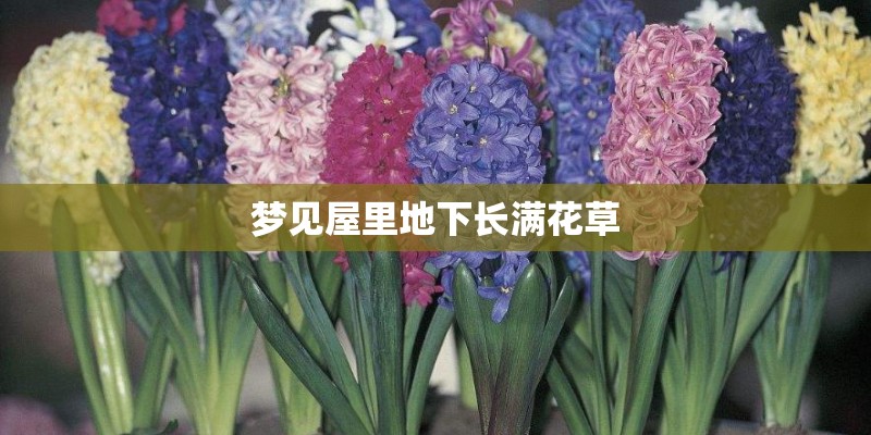 梦见屋里地下长满花草 梦见屋里地下长满花草