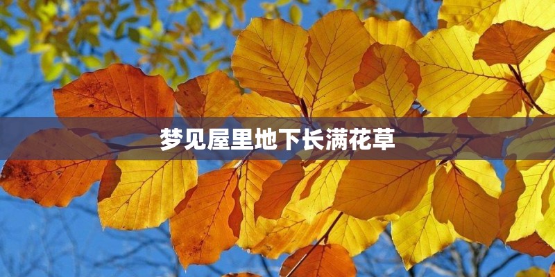 梦见屋里地下长满花草 梦见屋里地下长满花草