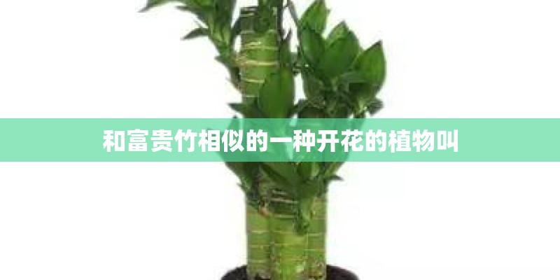 和富贵竹相似的一种开花的植物叫