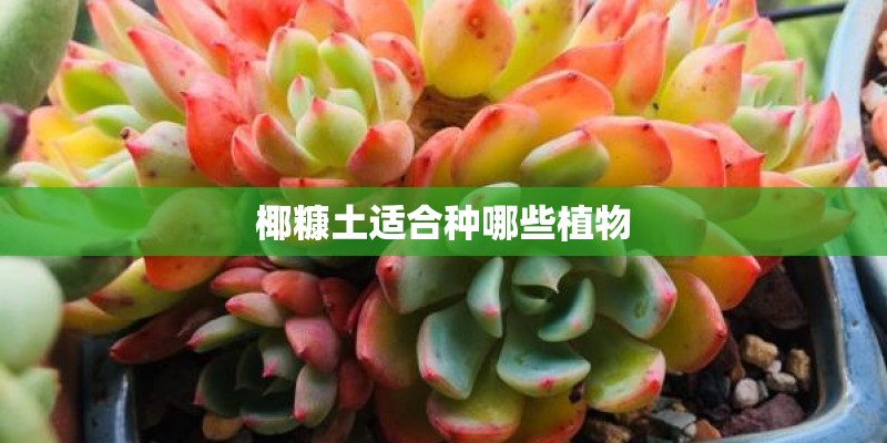 椰糠土适合种哪些植物 椰糠土适合种哪些植物