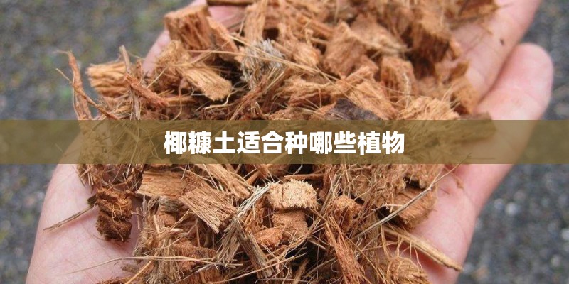 椰糠土适合种哪些植物 椰糠土适合种哪些植物