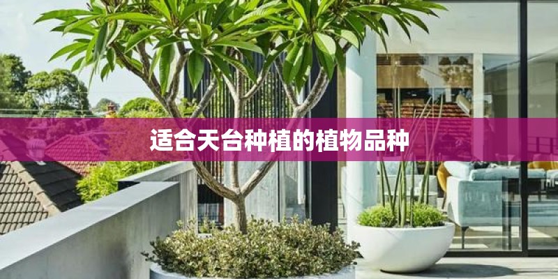 小玫瑰花的养殖方法和注意事项