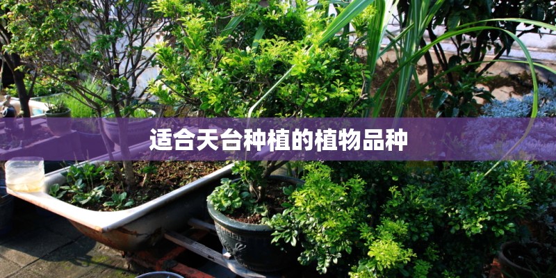 适合天台种植的植物品种