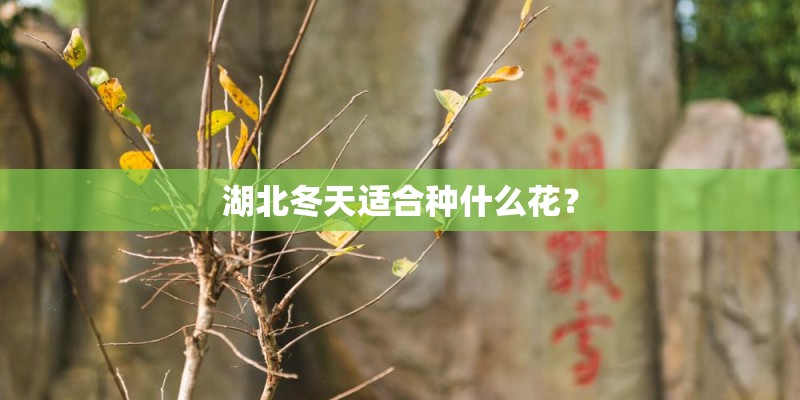 湖北冬天适合种什么花? 湖北冬天适合种什么花?