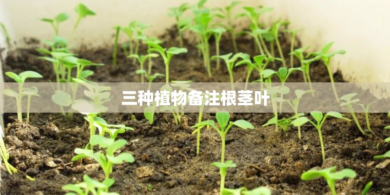 三种植物备注根茎叶 三种植物备注根茎叶