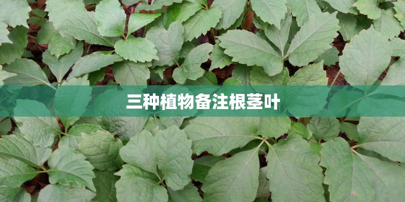 三种植物备注根茎叶 三种植物备注根茎叶