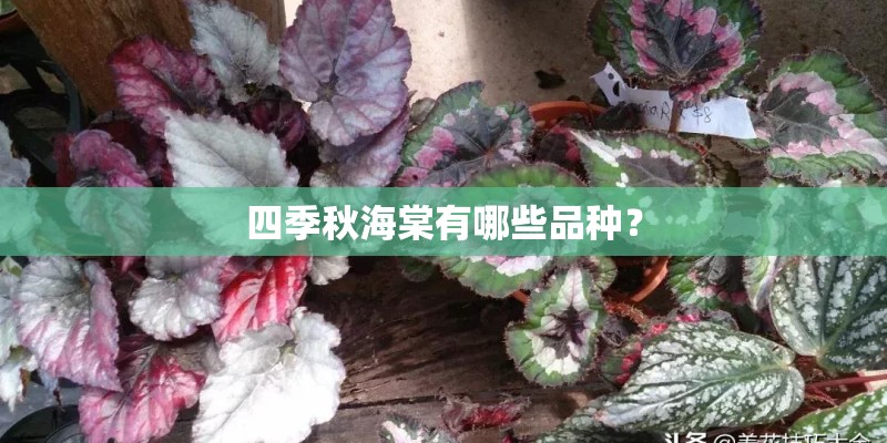 四季秋海棠有哪些品种? 四季秋海棠有哪些品种?