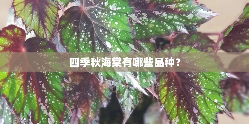 四季秋海棠有哪些品种? 四季秋海棠有哪些品种?