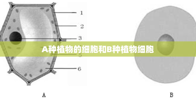 A种植物的细胞和B种植物细胞 A种植物的细胞和B种植物细胞