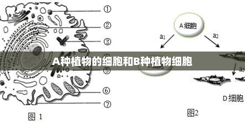 新款本田思域