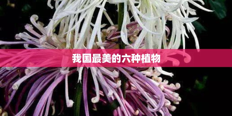 我国最美的六种植物 我国最美的六种植物