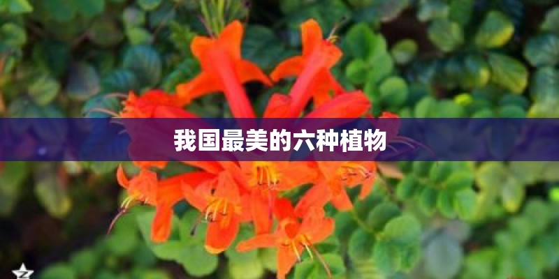 我国最美的六种植物 我国最美的六种植物
