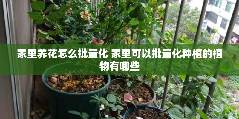 家里养花怎么批量化 家里可以批量化种植的植物有哪些 家里养花怎么批量化 家里可以批量化种植的植物有哪些