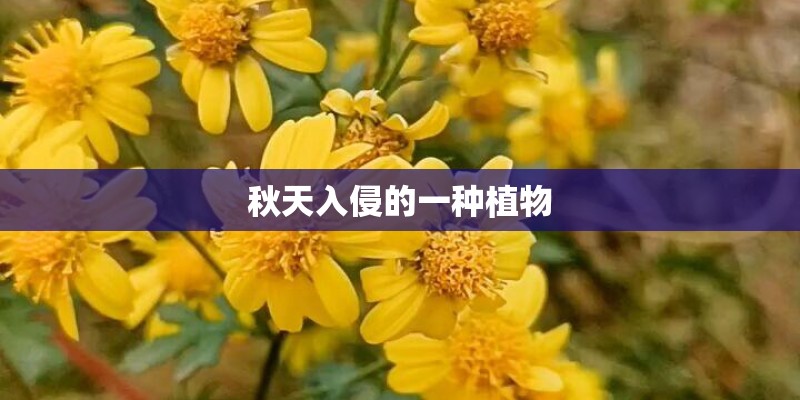 如何水培培育玛格丽特花？