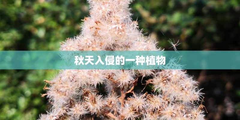 秋天入侵的一种植物