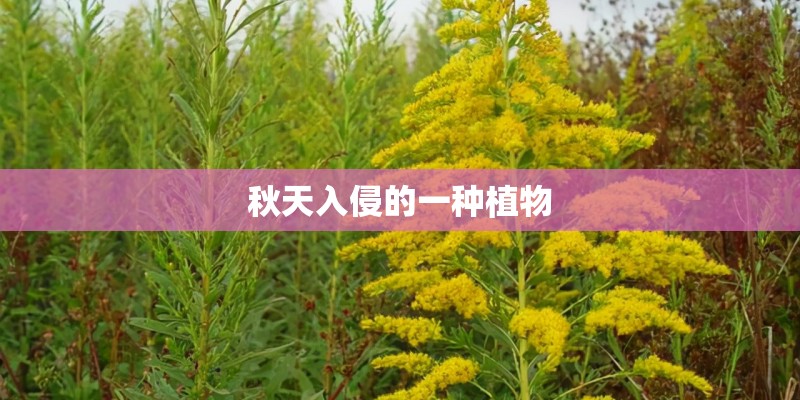 秋天入侵的一种植物
