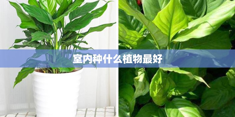 室内种什么植物最好