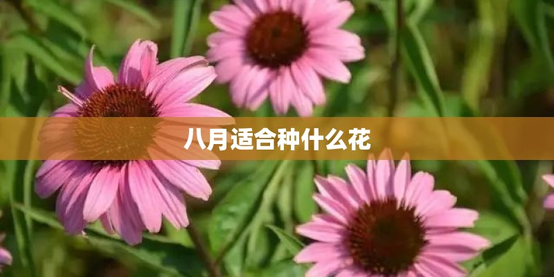 如何水培培育玛格丽特花？