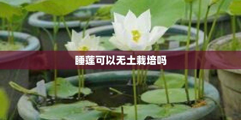 睡莲可以无土栽培吗