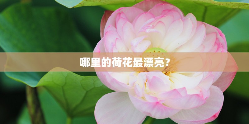 哪里的荷花最漂亮? 哪里的荷花最漂亮?