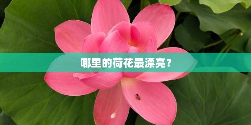 哪里的荷花最漂亮? 哪里的荷花最漂亮?