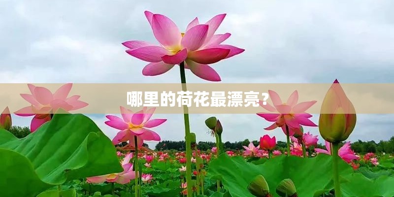 哪里的荷花最漂亮? 哪里的荷花最漂亮?