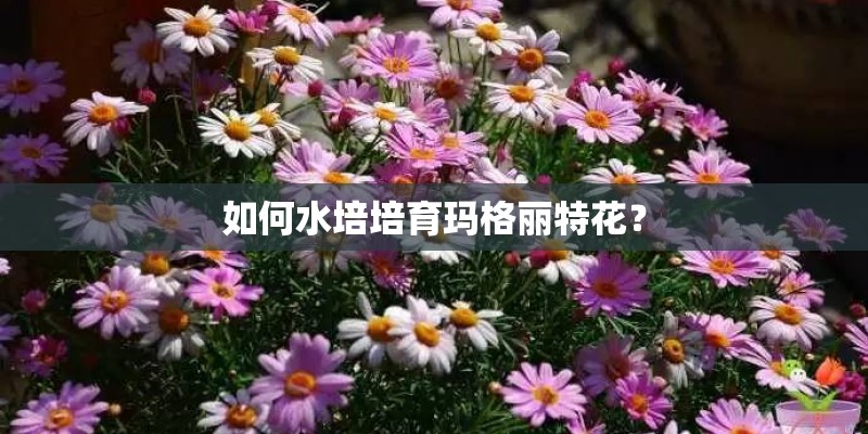 如何水培培育玛格丽特花? 如何水培培育玛格丽特花?