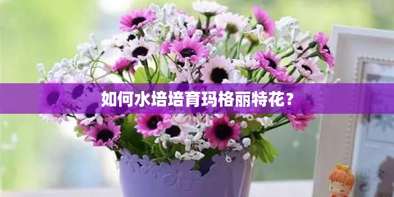 如何水培培育玛格丽特花? 如何水培培育玛格丽特花?