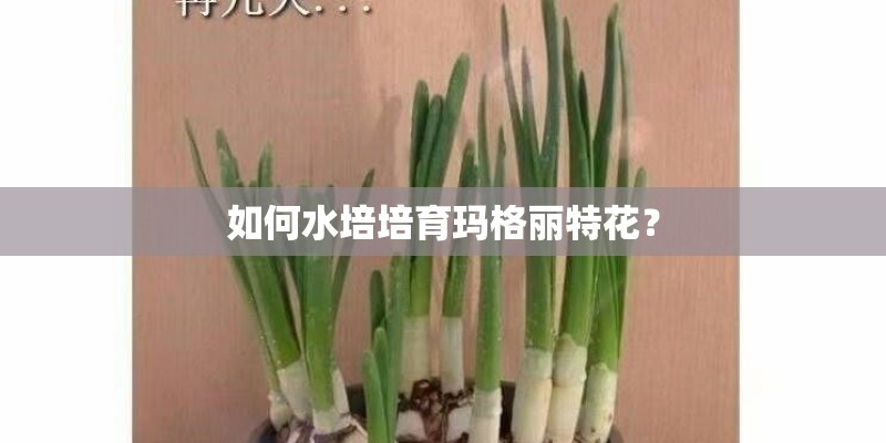 如何水培培育玛格丽特花? 如何水培培育玛格丽特花?