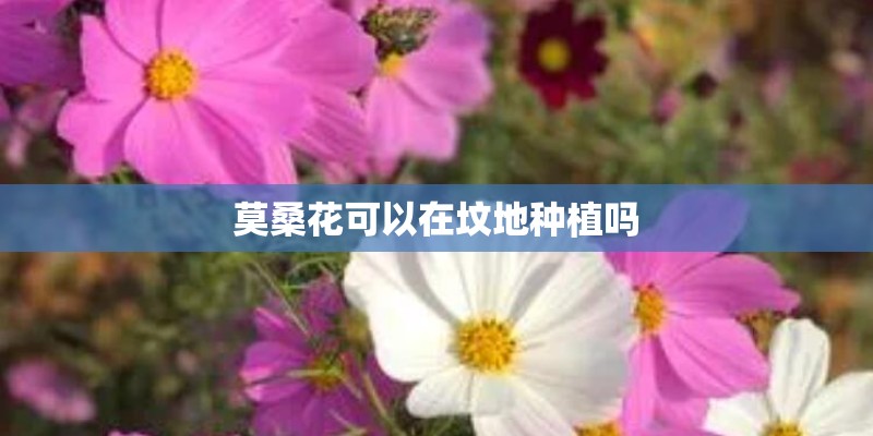 新款本田思域