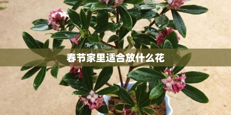 植物大战僵尸有什么僵尸？