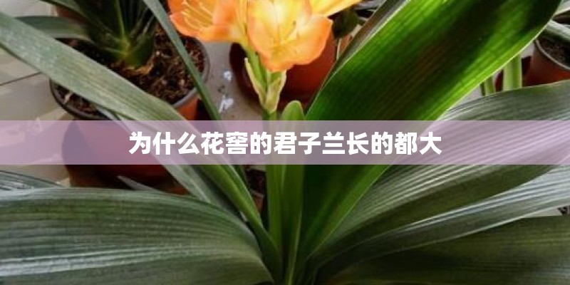 为什么花窖的君子兰长的都大