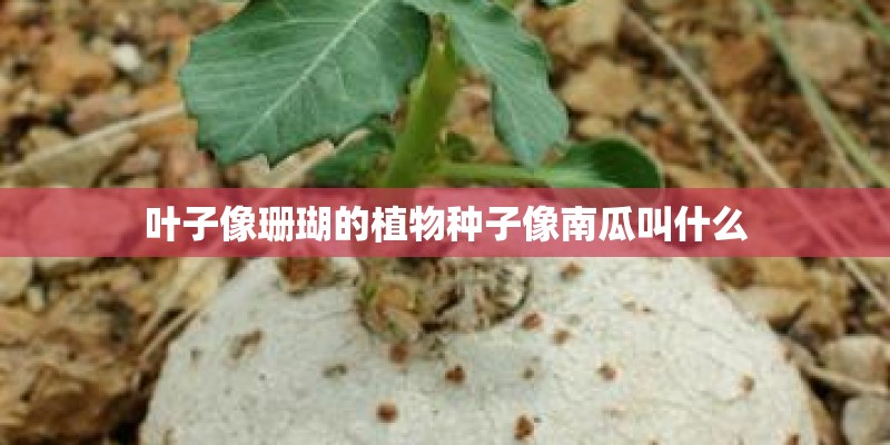 叶子像珊瑚的植物种子像南瓜叫什么