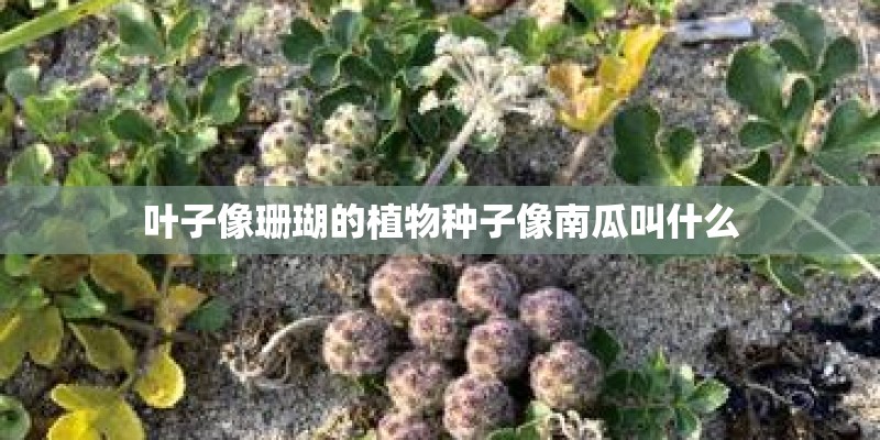 叶子像珊瑚的植物种子像南瓜叫什么