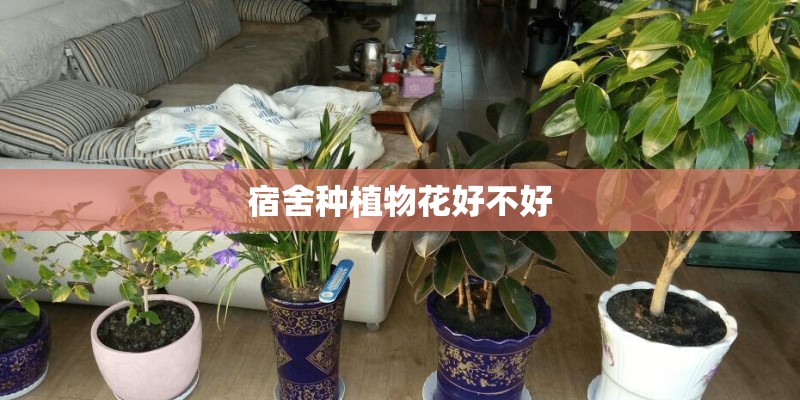宿舍种植物花好不好