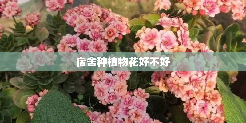 宿舍种植物花好不好