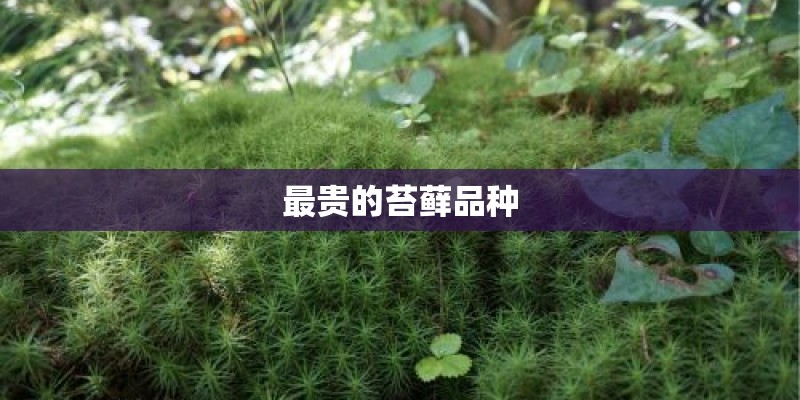 南川河的青海东境西喇苦特山