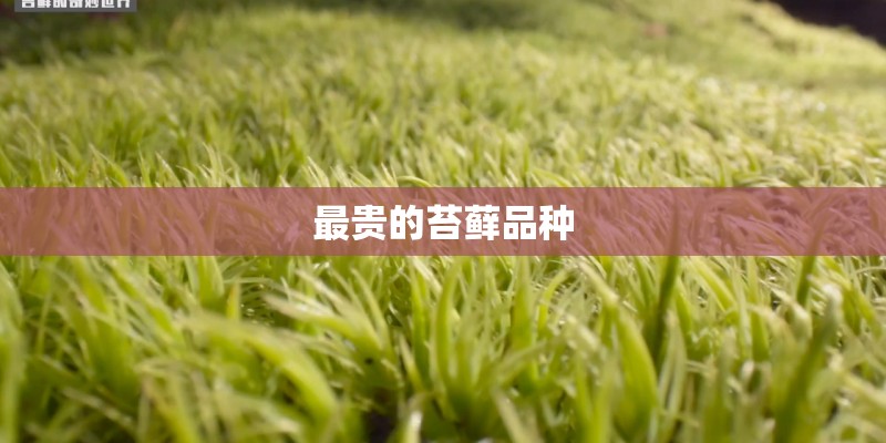 最贵的苔藓品种