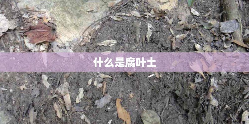 什么是腐叶土