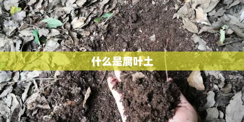奥迪q9售价多少万
