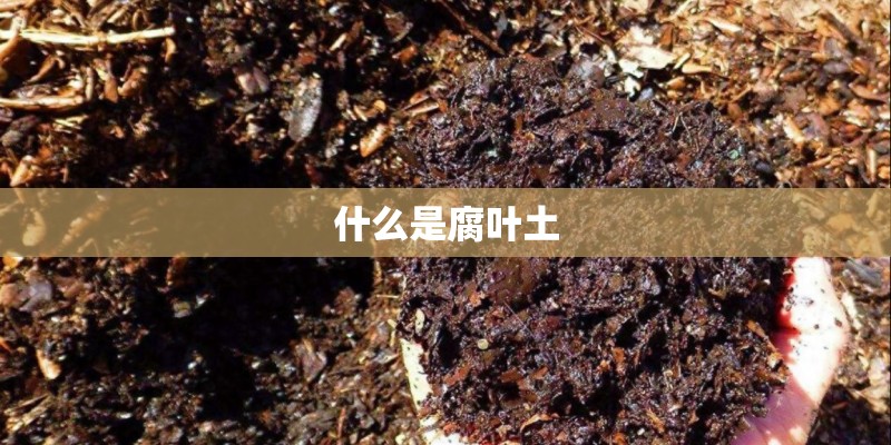 什么是腐叶土