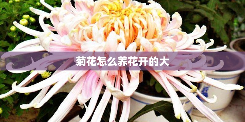 什么是腐叶土