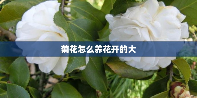 菊花怎么养花开的大