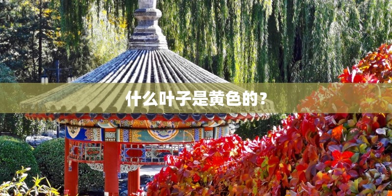 七旬老人种植物被判刑了吗