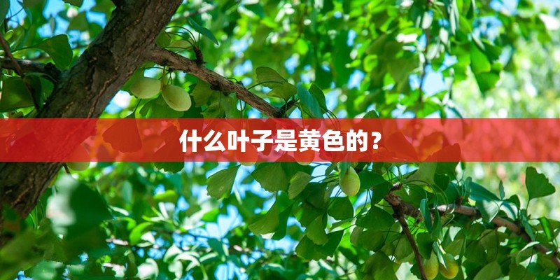 什么叶子是黄色的? 什么叶子是黄色的?