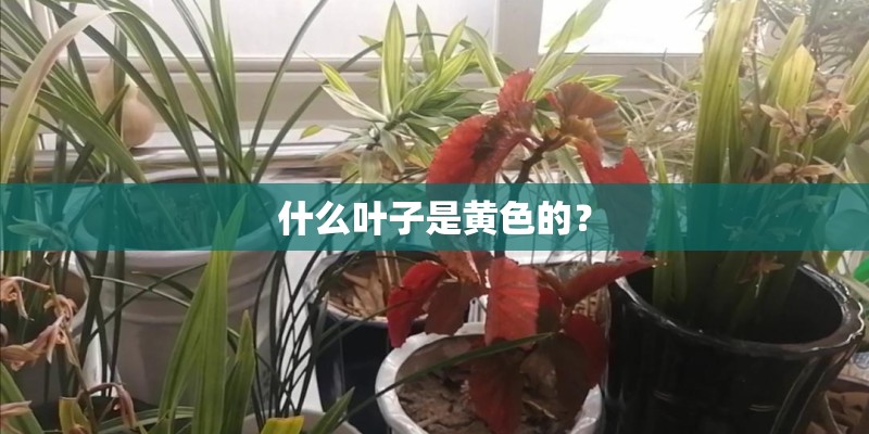 什么叶子是黄色的? 什么叶子是黄色的?