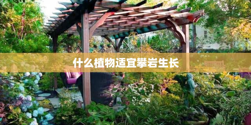 什么植物适宜攀岩生长